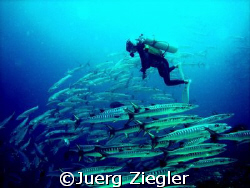 Scuba Diver looking amazed at big barracuda school

Sip... by Juerg Ziegler 